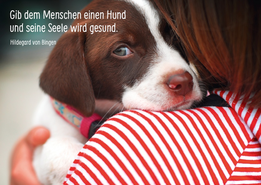 Hunde Sind Gesund Weisheiten Spruche Zitate Echte Postkarten Online Versenden