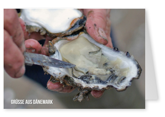 Grüße aus Dänemark – Austern Rømø