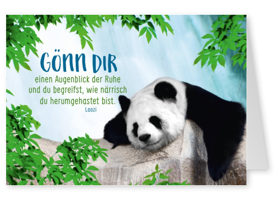 Panda mit Spruch über Ruhe
