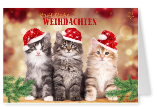 Weihnachts Grusskarte mit Weihnachtskätzchen