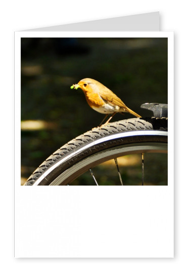 Vogel auf Fahrradreifen