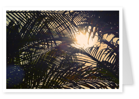 Blick durch das Dickicht von Palmen