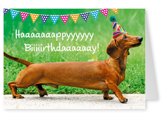 dackel hund happy birthday geburtstags postkarte grusskarte
