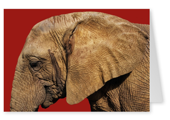 Postkarte Elefant Südafrika