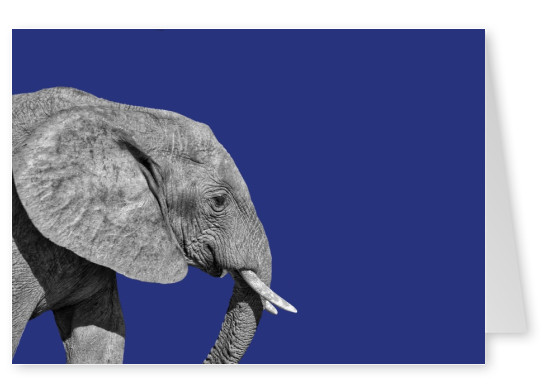 Postkarte Elefant SÃ¼dafrika
