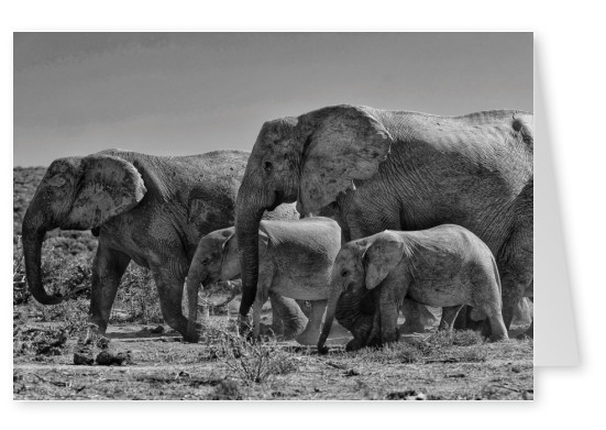 Postkarte Elefanten