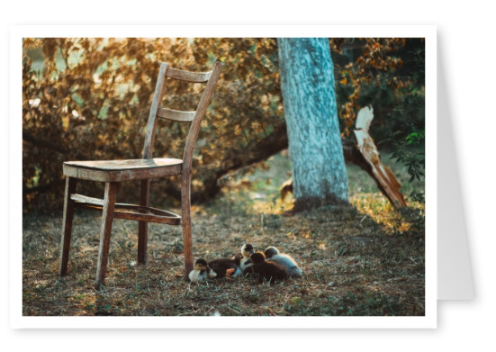 alter Stuhl im Garten mit Enten und Baum