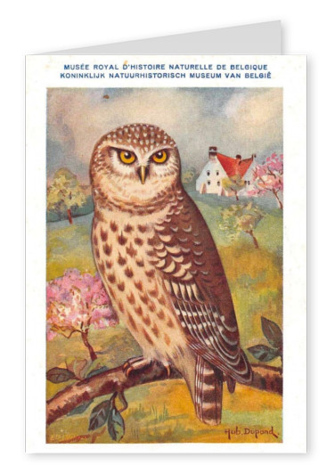 Mary L. Martin Ltd. – Athene Nactua vidalii Owl on Branch Vintage Postcard