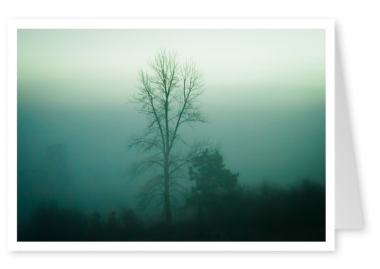 geheimnisvolle Landschaft mit Bäumen im Nebel