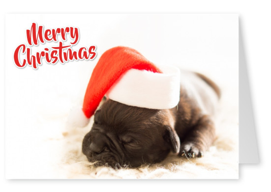 Schriftzug Fröhliche Weihnachten und Hundewelpe mit Weihnachtsmütze