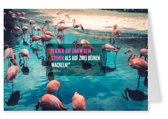 flamingo postkarte mit motivations-spruch