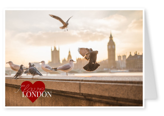 London Skyline mit Tauben