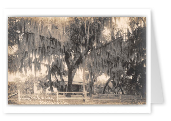 Maitland Florida Among the Live Oaks