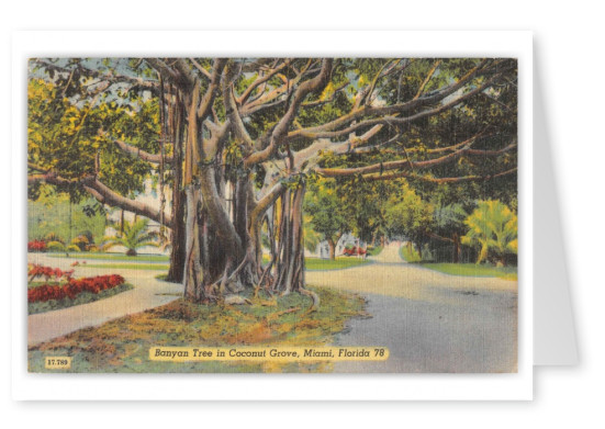 Miami Florida Coconut Grove Banyan Tree