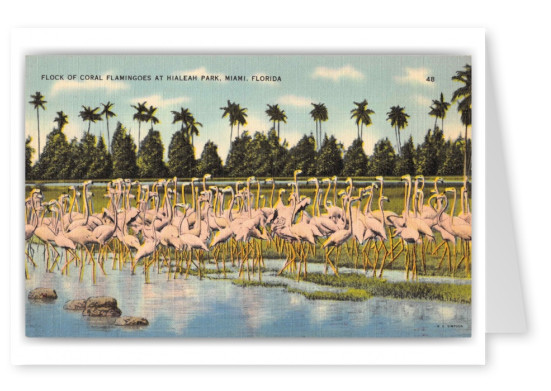 Miami Florida Hialeah Park Flock of Coral Flamingoes