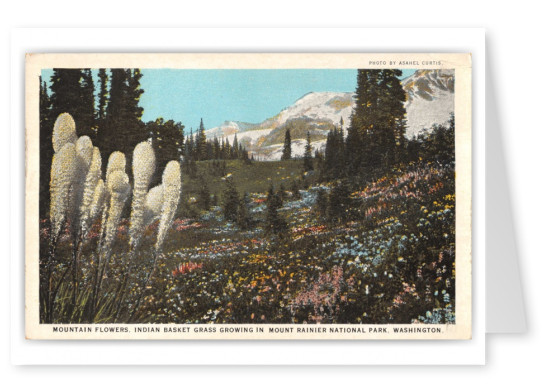 Mount Rainier National Park, Washington, Mountain Flowers