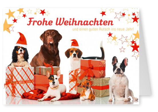 Süße Hunde mit Weihnachtsmützen Spruch Sterne Geschenke