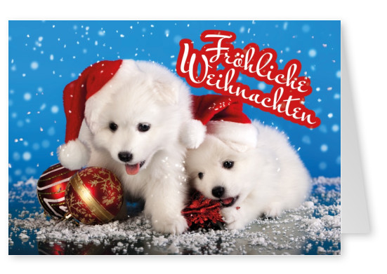 Süße Hunde Babies Welpen mit Weihnachtsmützen Schneeflocken