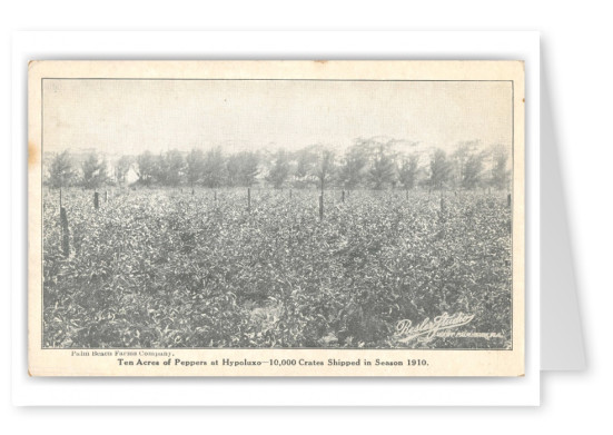 Palm Beach, Florida, Ten Acres of Peppers