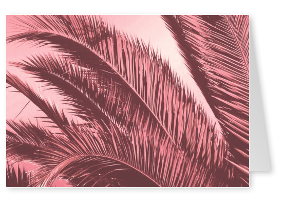 Ballack Art House pink palms