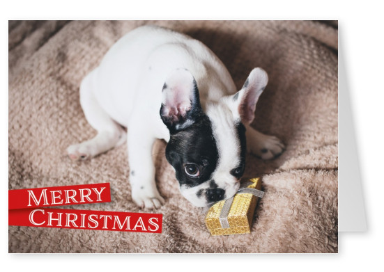 Weihnachtsgrußkarte mit Hundefoto