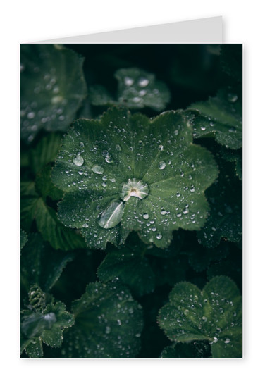Fotografie mit Regentropfen und Pflanze