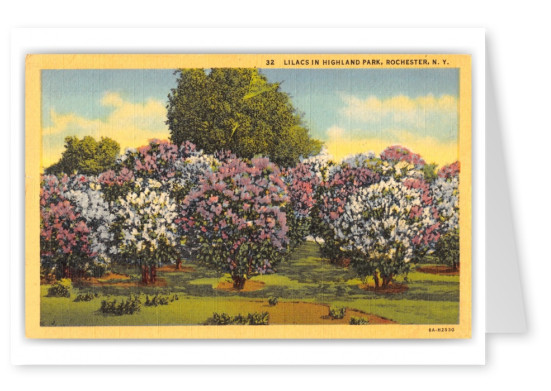 Rochester, New York, lilacs in Highland park