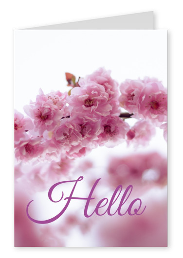 Foto mit rosa Blumen und klassicher Handschrift