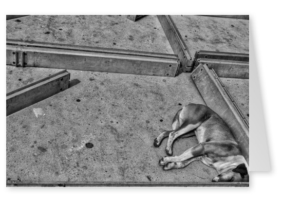 Postkarte  Sleeping Dog