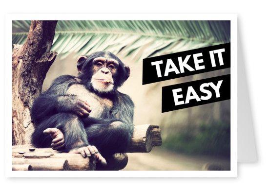 Schimpanse miit Zigarette relaxt mit Palme im Hintergrund–mypostcard