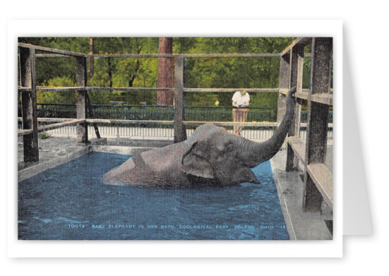Toledo Ohio Zoological Park Baby Elephant in her Bath