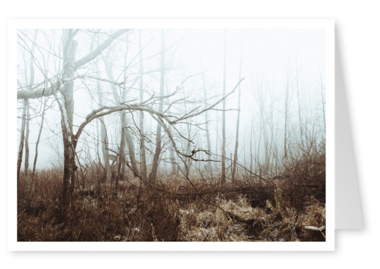 verwunschener Wald im Nebel