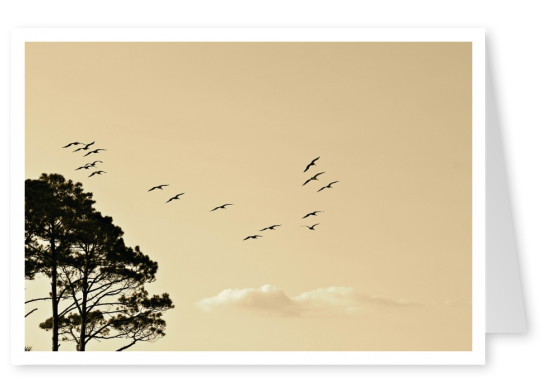 Vögel am Himmel mit Baum