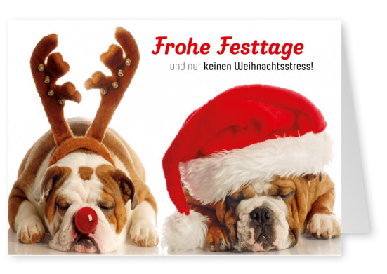 Zwei lustige Hunde mit Geweih und Weihnachtsmütze im Weihnachtsstress