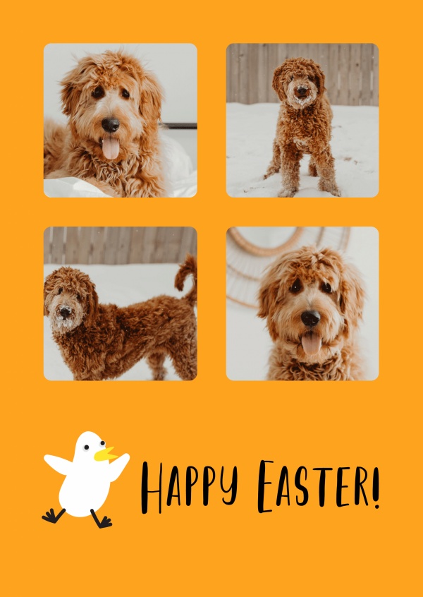 Happy Easter, happy chick in an orange background