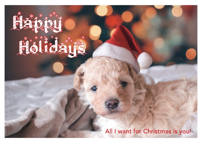 photo little dog puppy with santa claus hat