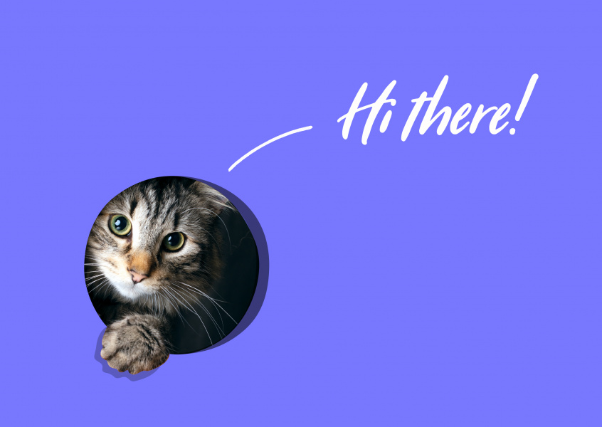 Hi there! - Kitten