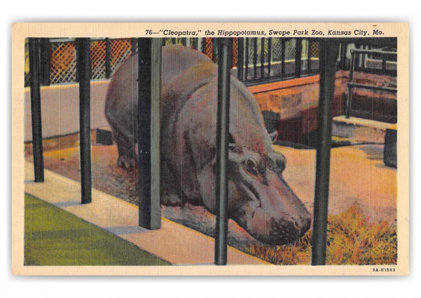 Kansas City Missouri Swope Park Zoo Hippopotamus Cleopatra