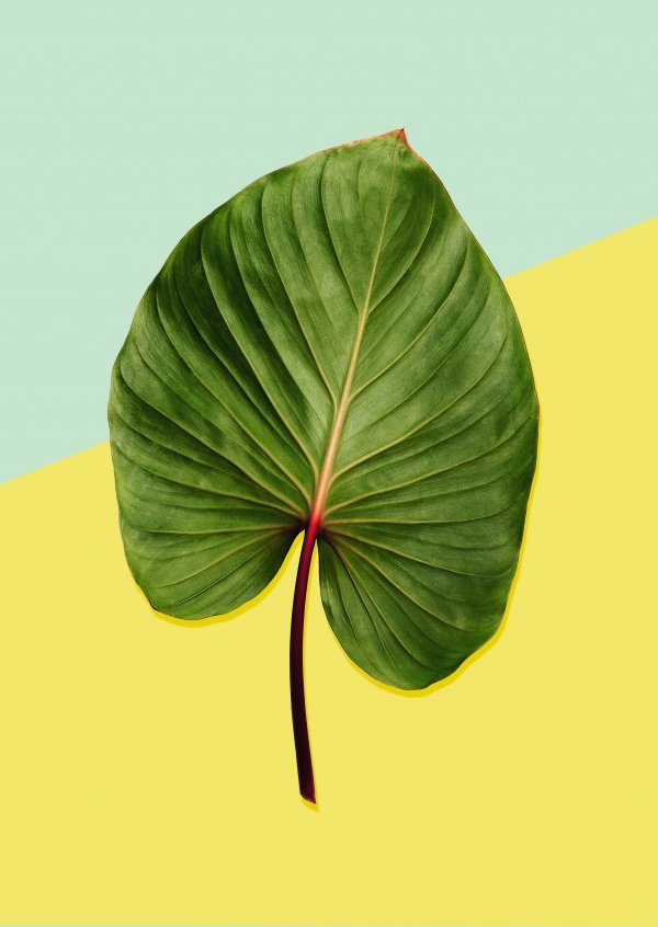 Kubistika leaf on yellow background