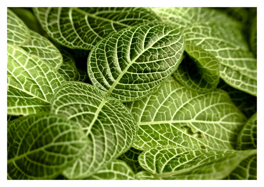 green leaves with pattern