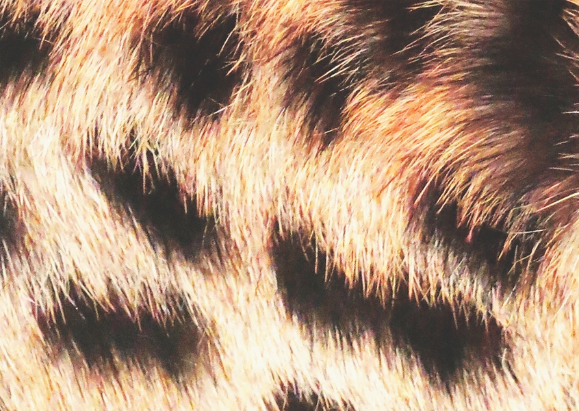 Ballack Art de la Maison en peau de léopard