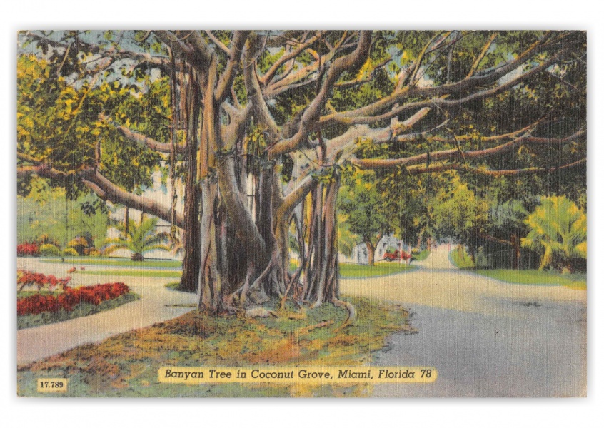 Miami Florida Coconut Grove Banyan Tree
