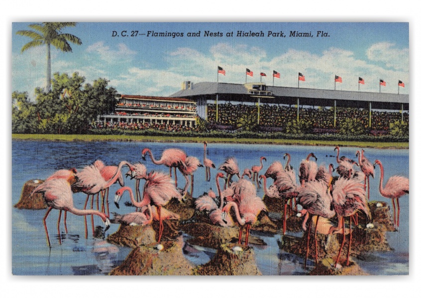 Miami, Florida, flamingos and nests at Hialeah Park