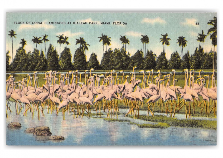 Miami Florida Hialeah Park Flock of Coral Flamingoes
