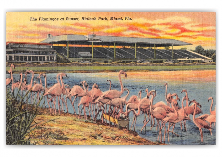Miami Florida Hialeah Park Race Track Grand Stand The Flamingos at Sunset