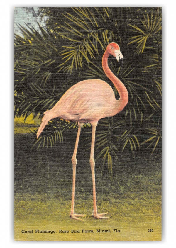Miami Florida Rare Bird Farm Coral Flamingo