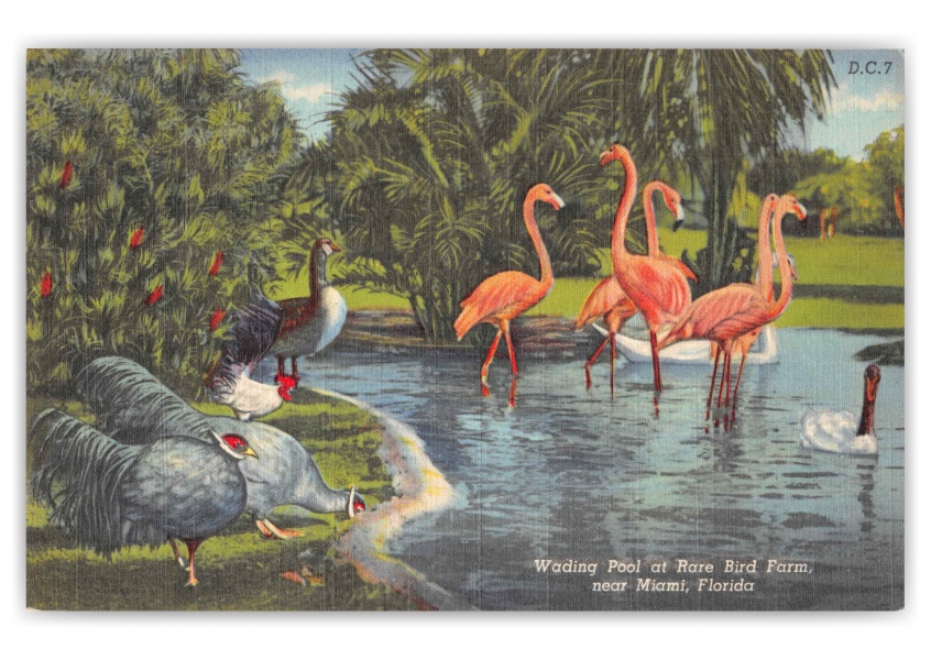 Miami Florida Rare Bird Farm Wading Pool