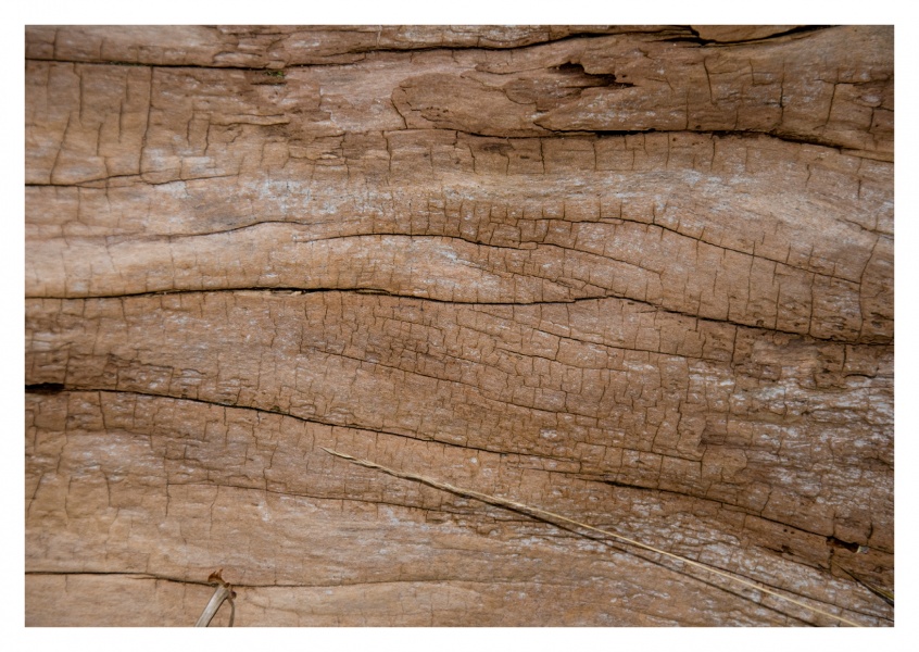 tree wood detail