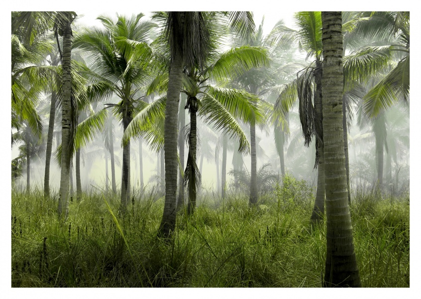Palm Tree Forest