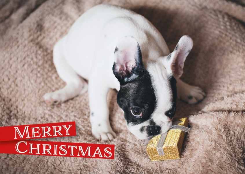 Christmas greeting card with a picture of dog